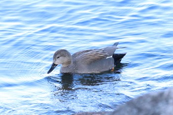 Gadwall 大津市 Mon, 1/14/2019