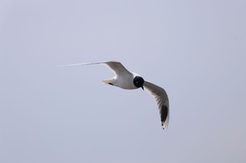 2024年3月20日(水) ふなばし三番瀬海浜公園の野鳥観察記録