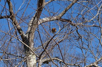 Sun, 1/14/2024 Birding report at Arima Fuji Park