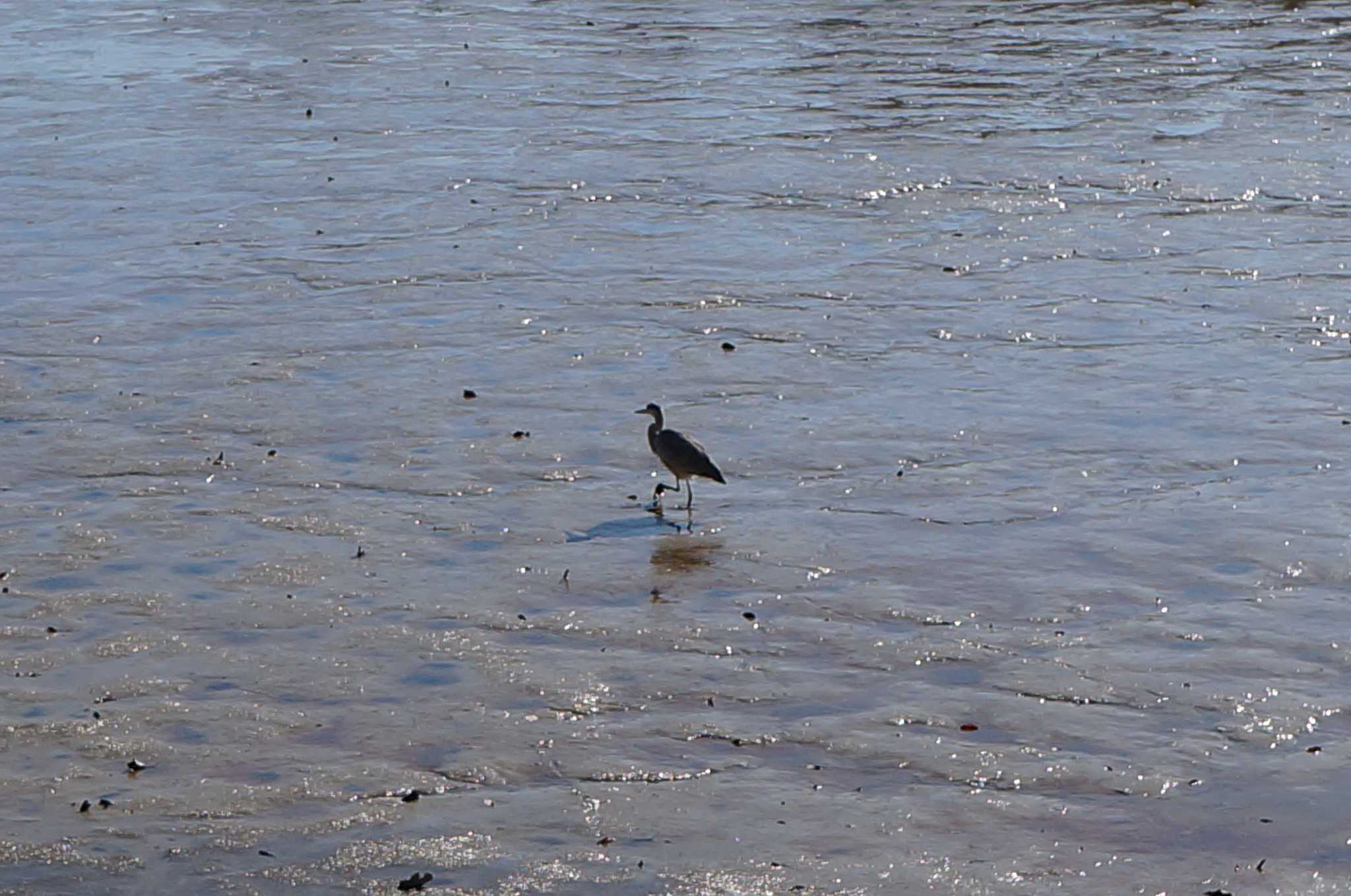 Photo of Grey Heron at Arima Fuji Park by エナガ