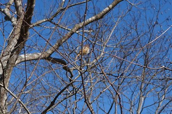 Daurian Redstart Arima Fuji Park Sun, 1/14/2024