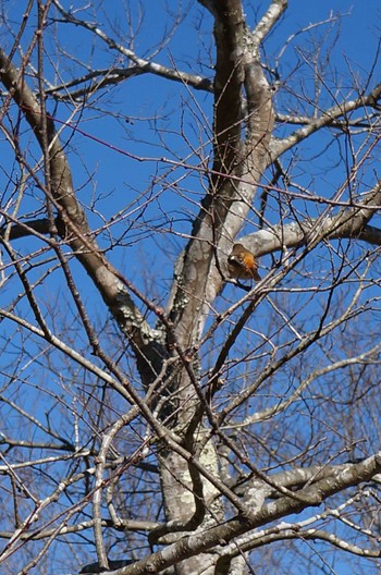 Daurian Redstart Arima Fuji Park Sun, 1/14/2024