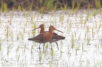 Black-tailed Godwit 滋賀県 Sun, 5/9/2021