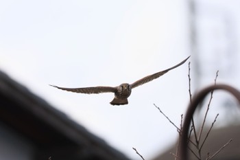 Common Kestrel 東京都多摩地域 Wed, 3/20/2024