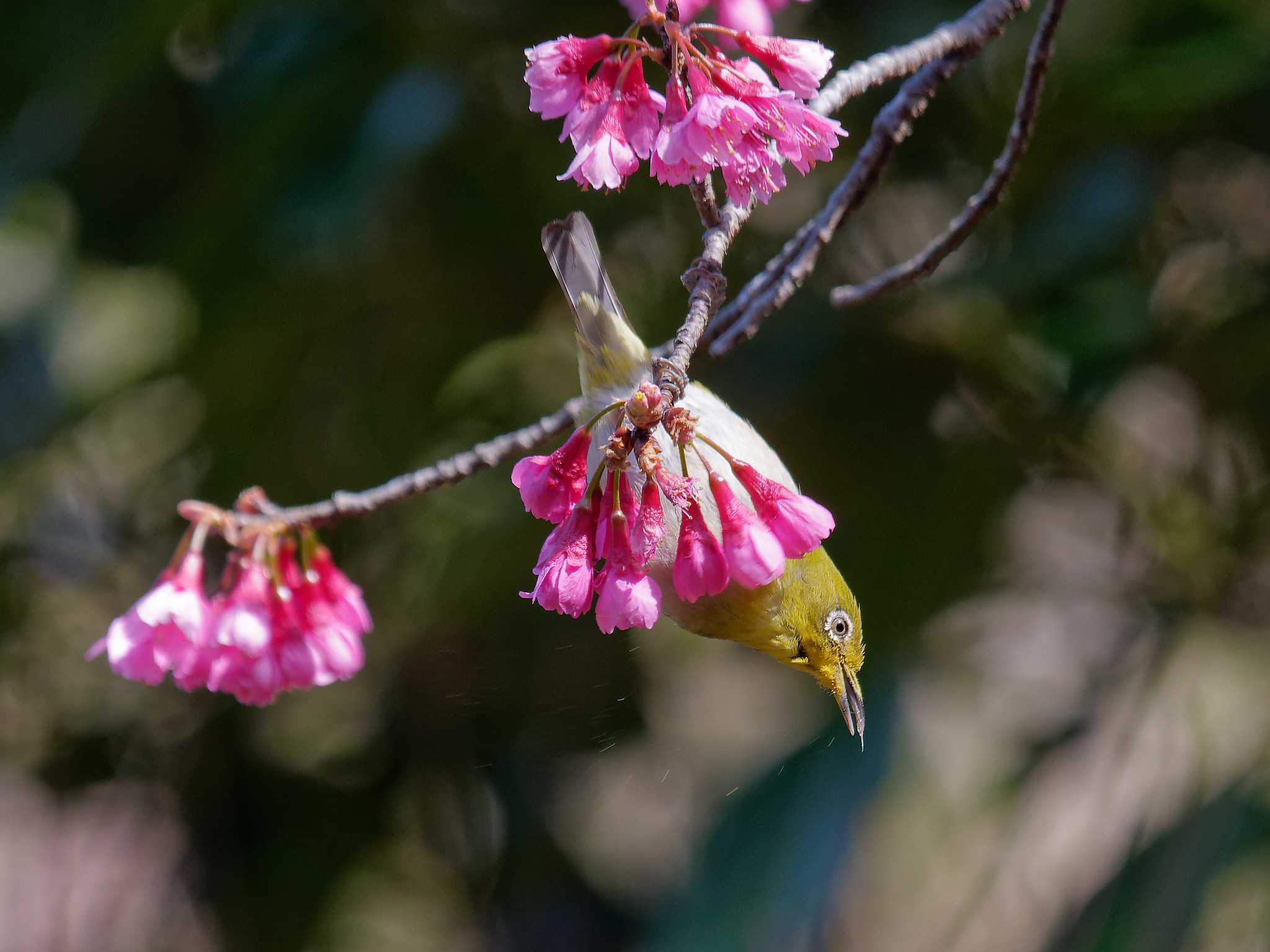 Photo of Warbling White-eye at 横浜市立金沢自然公園 by しおまつ