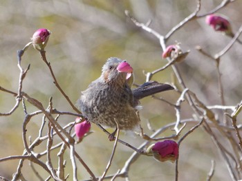 Brown-eared Bulbul 横浜市立金沢自然公園 Wed, 3/20/2024