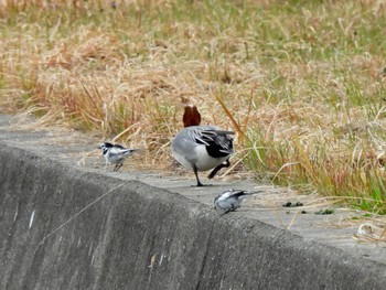 2024年3月20日(水) 兵庫県明石市の野鳥観察記録