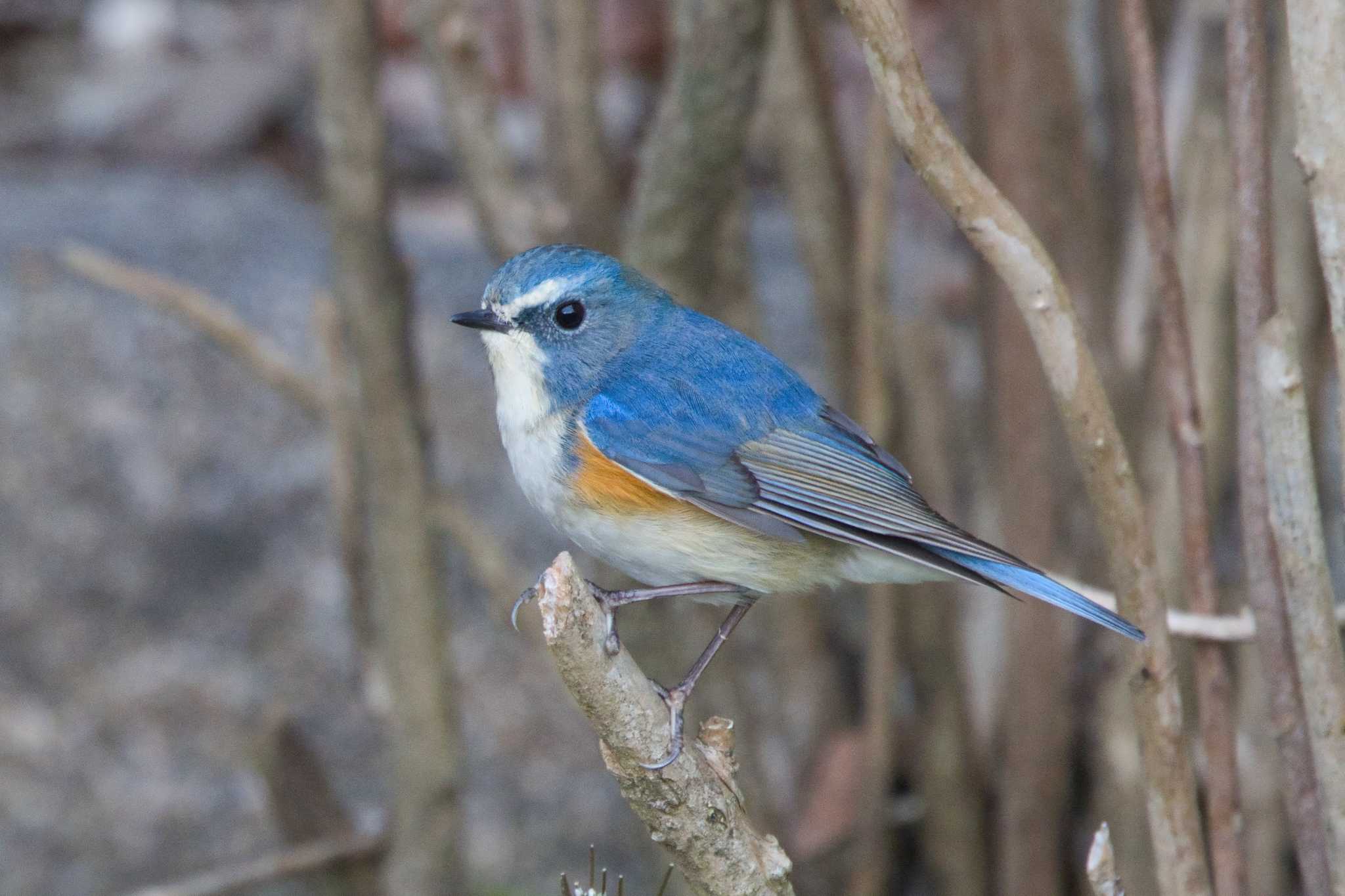 Red-flanked Bluetail