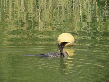 カワウ 都立浮間公園 2024年3月20日(水)