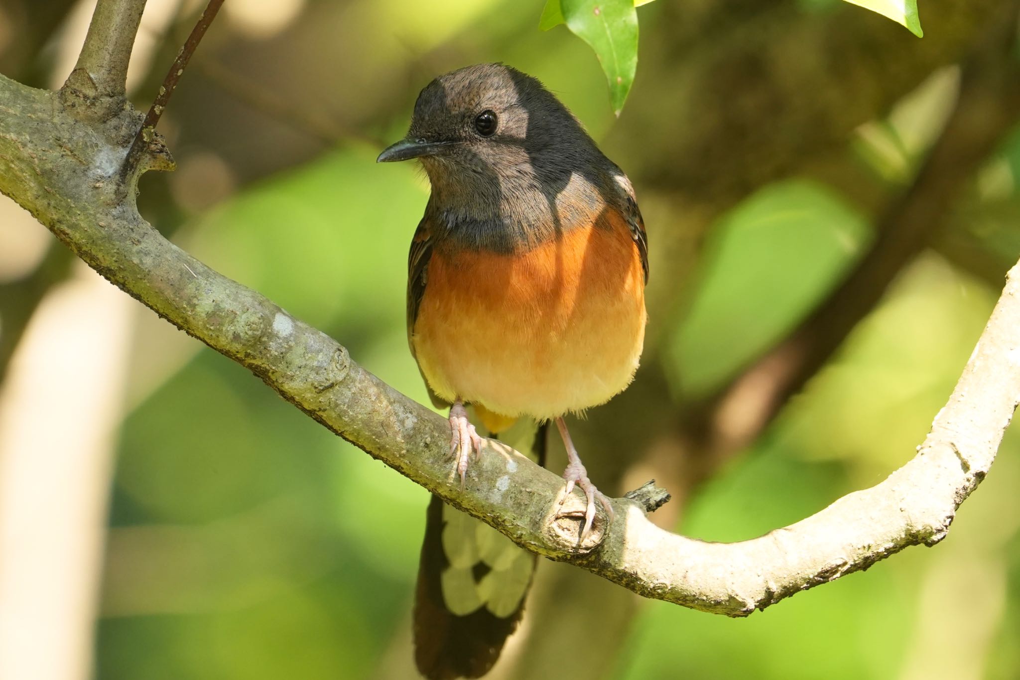 Photo of White-rumped Shama at 台北植物園 by Rikaooooo