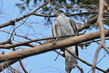 オオタカ 水元公園 2024年3月17日(日)