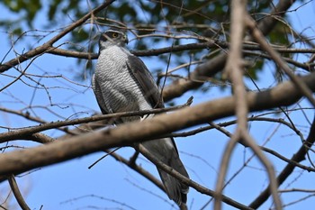 オオタカ 水元公園 2024年3月17日(日)