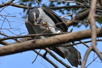 オオタカ 水元公園 2024年3月17日(日)