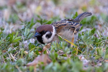 Eurasian Tree Sparrow Yoyogi Park Sun, 3/10/2024