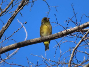 2024年3月20日(水) 多摩川の野鳥観察記録