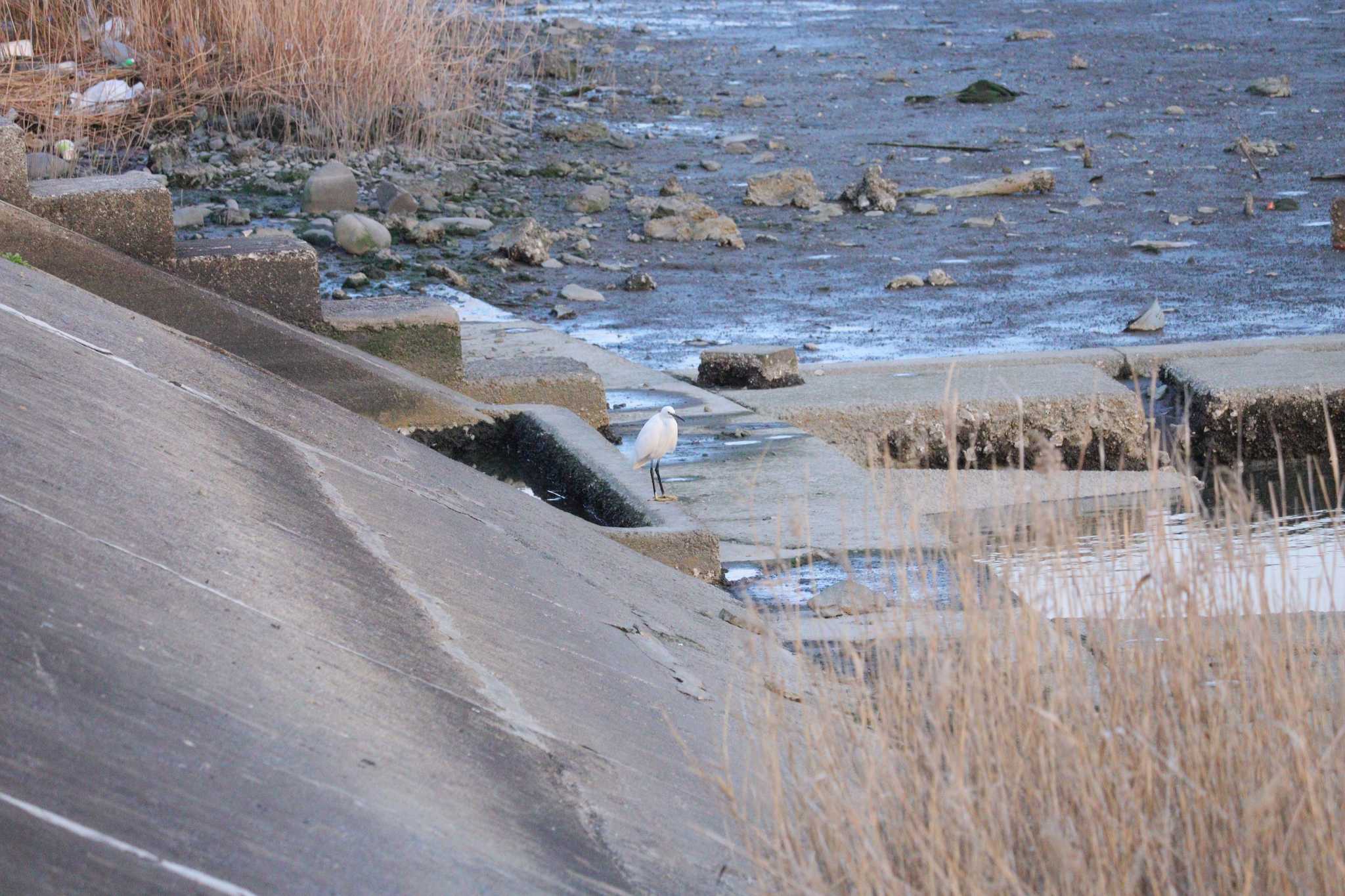 Little Egret