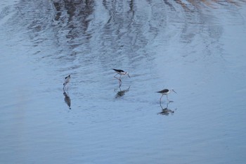 2024年3月14日(木) 土留木川河口(東海市)の野鳥観察記録