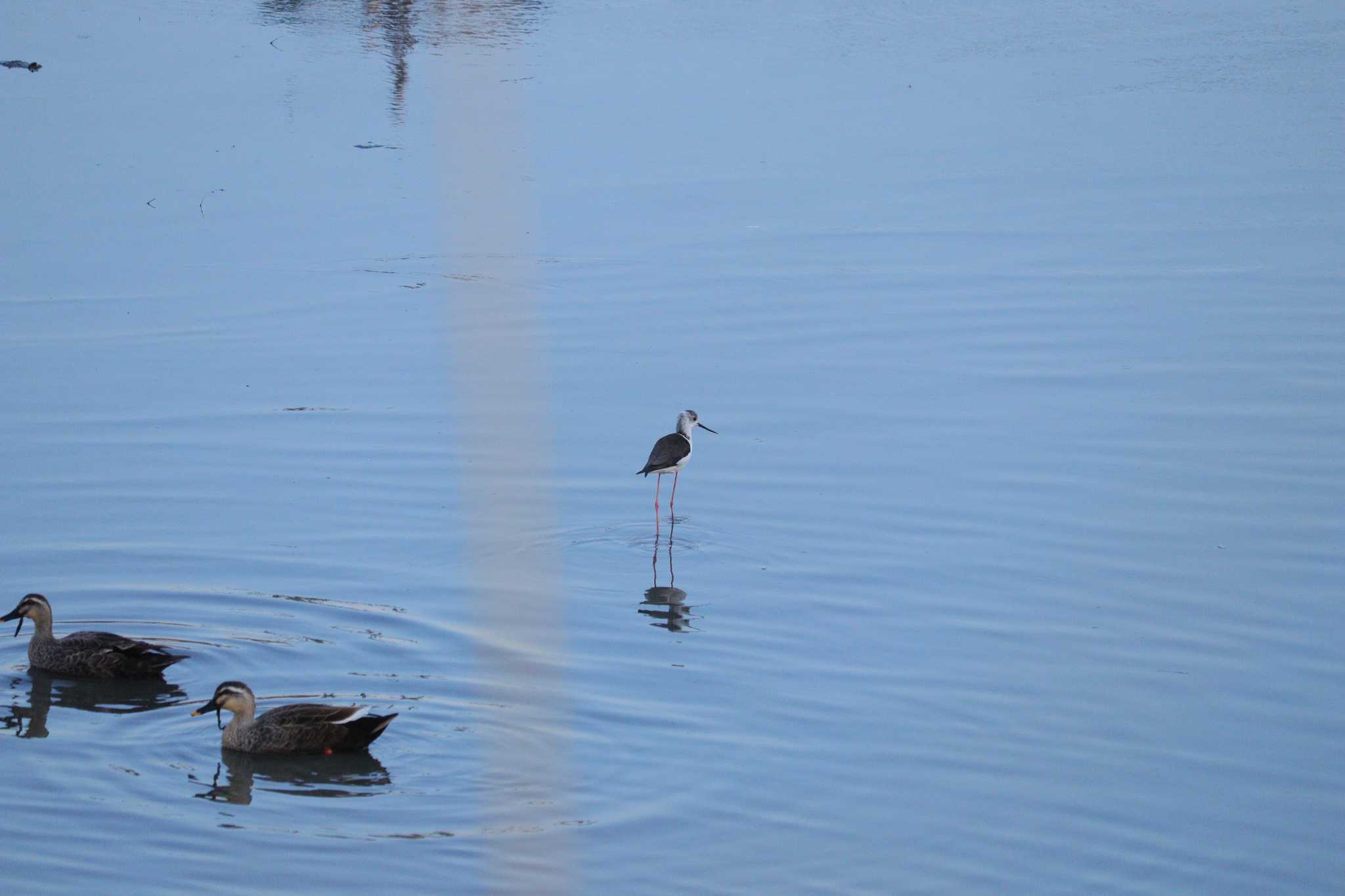 Black-winged Stilt