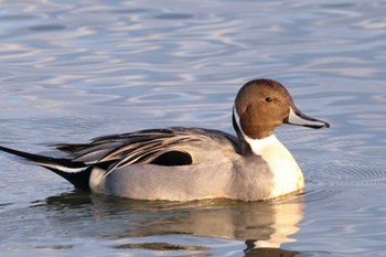 Northern Pintail 草津市 Sat, 1/19/2019