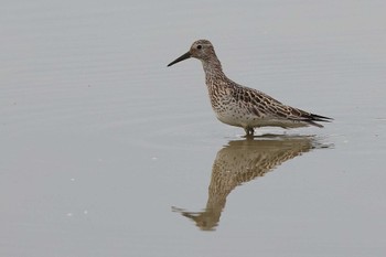 Great Knot 草津市 Fri, 9/3/2021