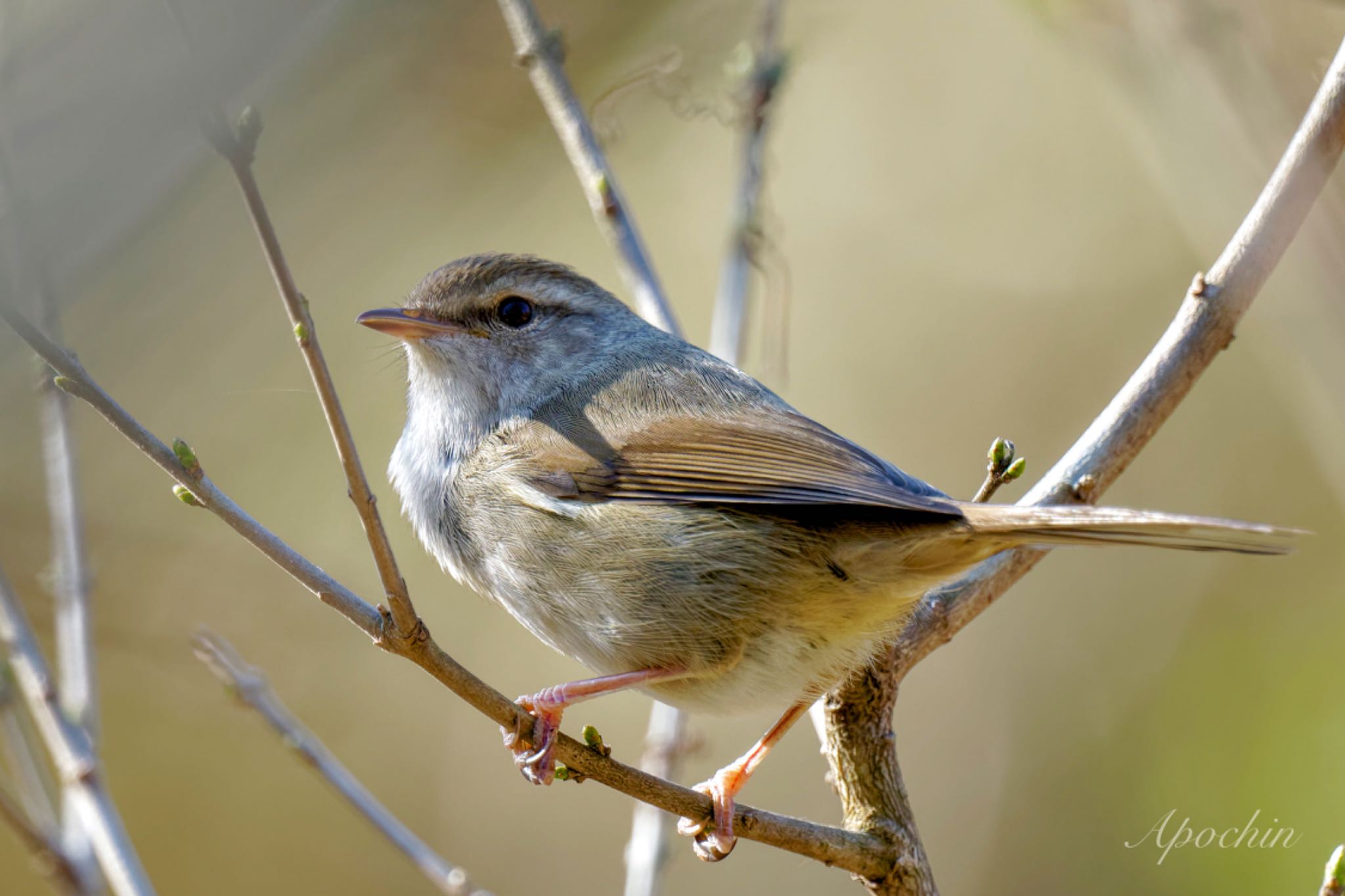 Japanese Bush Warbler