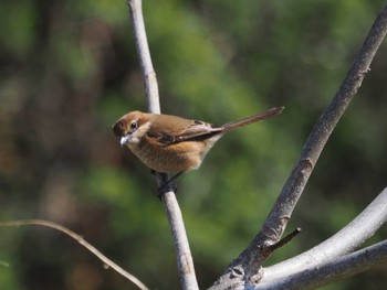 2024年3月20日(水) 秋ヶ瀬公園の野鳥観察記録