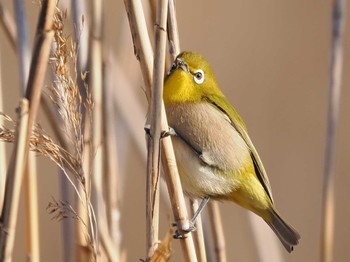 Warbling White-eye Shin-yokohama Park Sat, 2/24/2024