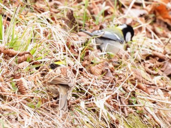 Yellow-throated Bunting 丸火自然公園 Wed, 3/20/2024