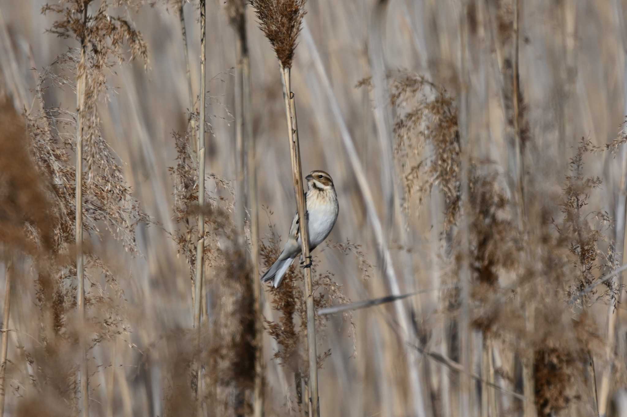 Common Reed Bunting