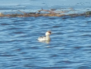 Smew 石狩 茨戸川 Thu, 12/13/2018