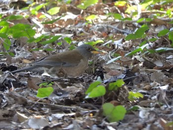 Pale Thrush 横浜自然観察の森 Wed, 3/20/2024