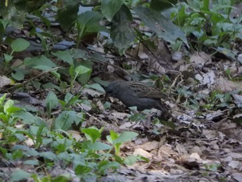 Grey Bunting 横浜自然観察の森 Wed, 3/20/2024