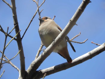 Japanese Waxwing 横浜自然観察の森 Wed, 3/20/2024