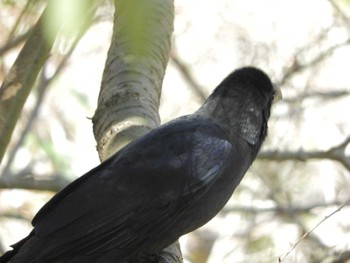 Large-billed Crow 横浜自然観察の森 Wed, 3/20/2024