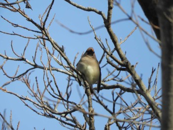 Japanese Waxwing 横浜自然観察の森 Wed, 3/20/2024