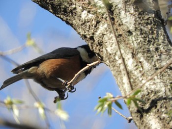 Varied Tit 横浜自然観察の森 Wed, 3/20/2024