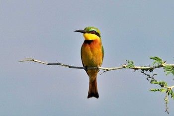 Little Bee-eater ウガンダ Thu, 3/14/2024