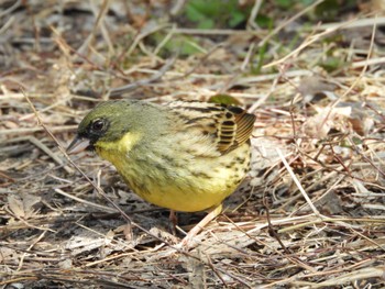 Masked Bunting 横浜自然観察の森 Wed, 3/20/2024