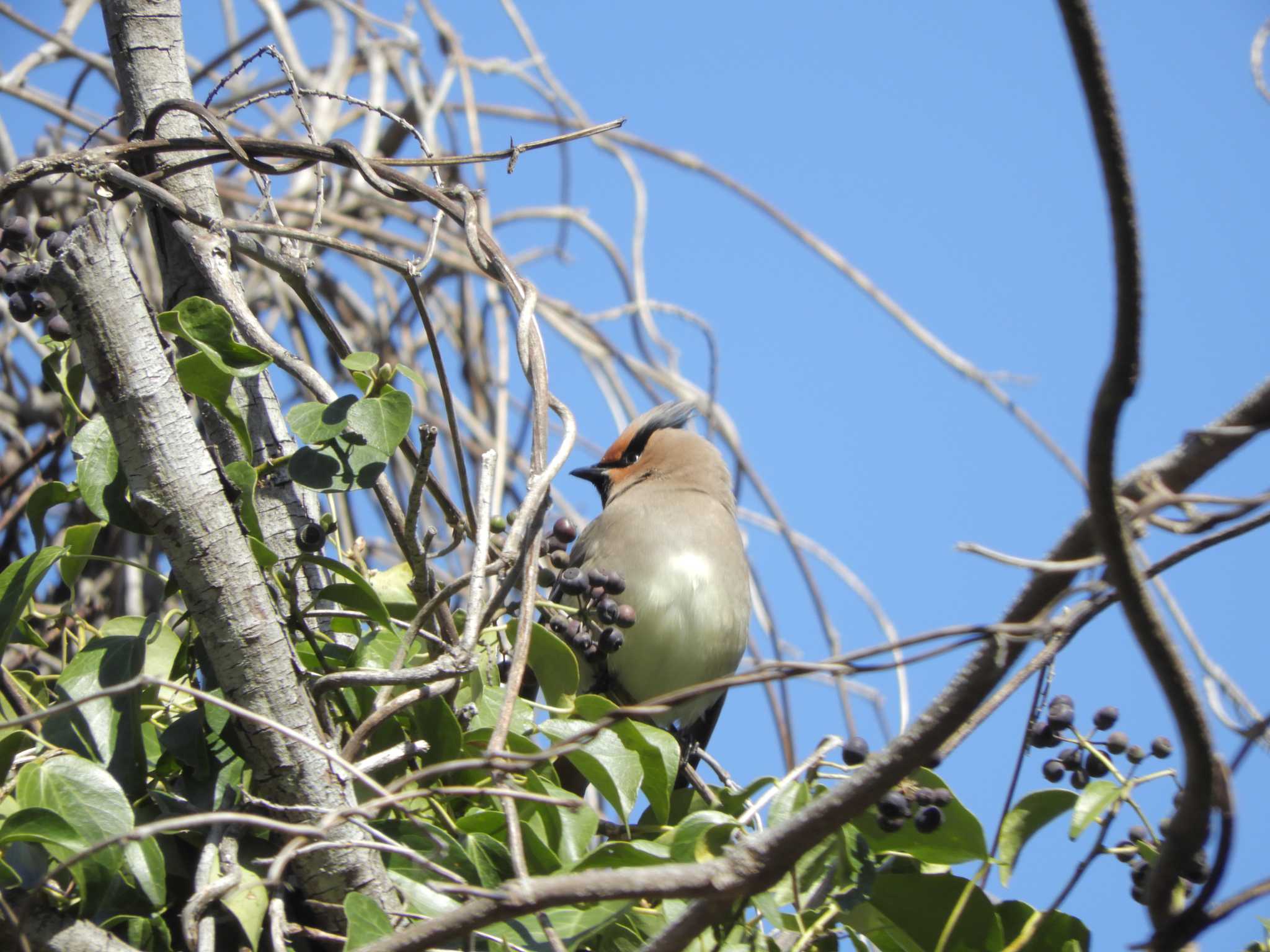 Photo of Japanese Waxwing at 横浜自然観察の森 by maru