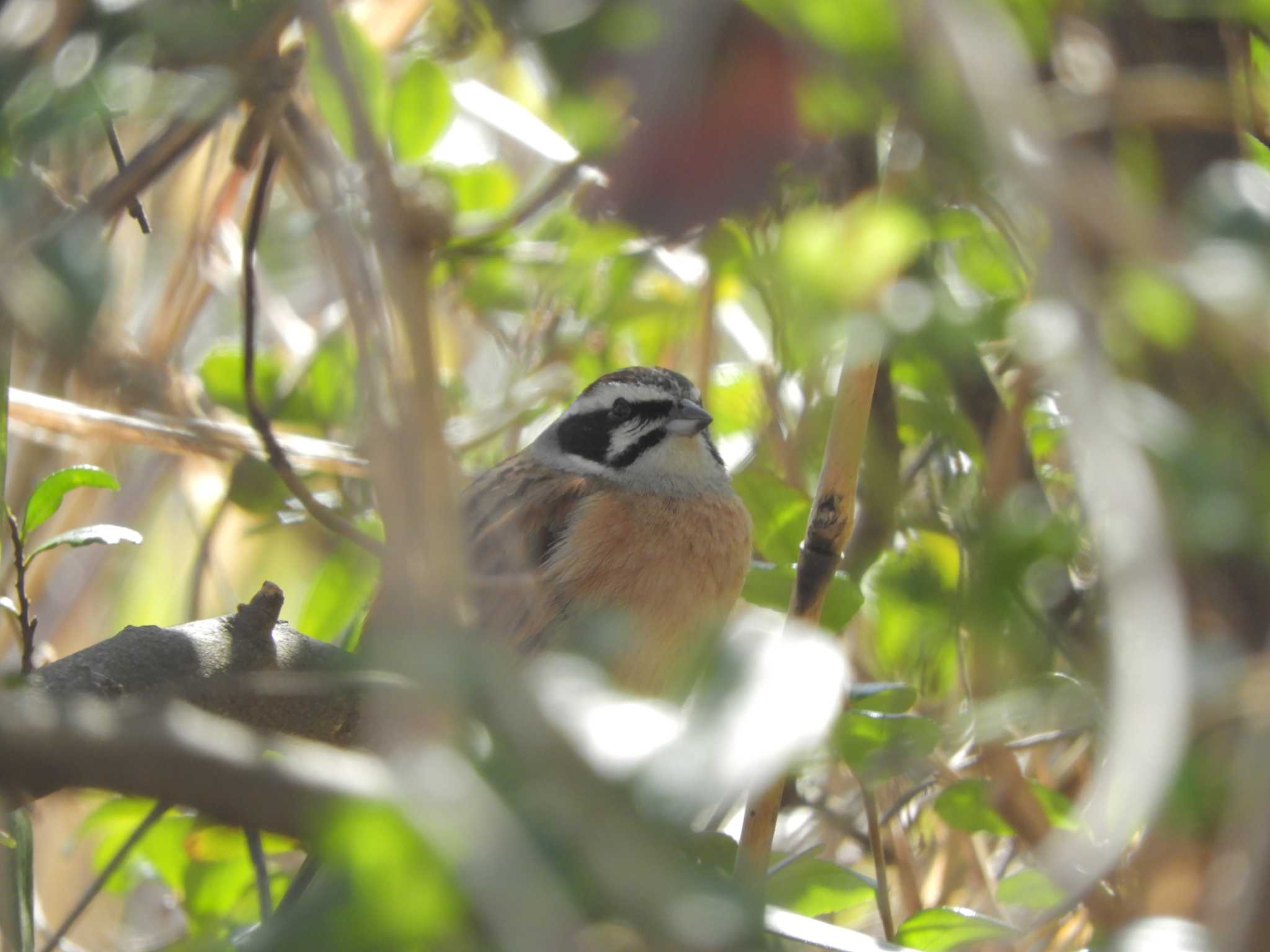 Photo of Meadow Bunting at 横浜自然観察の森 by maru