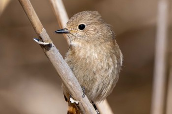 Daurian Redstart 涸沼自然公園 Wed, 3/20/2024