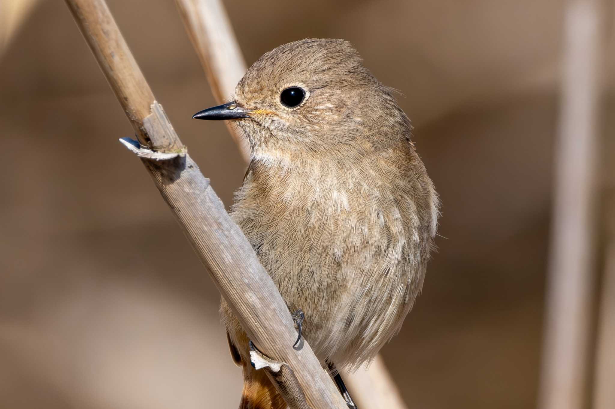 Photo of Daurian Redstart at 涸沼自然公園 by MNB EBSW