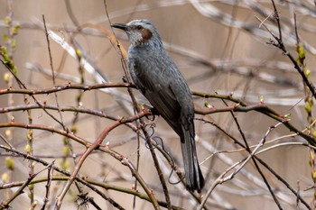 Brown-eared Bulbul 涸沼自然公園 Wed, 3/20/2024