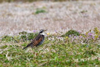 ツグミ 涸沼自然公園 2024年3月20日(水)