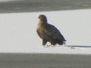 White-tailed Eagle 石狩 茨戸川 Thu, 12/13/2018