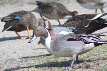 オナガガモ 見沼自然公園 2024年3月19日(火)