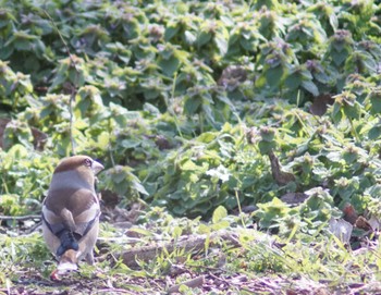 Hawfinch 見沼自然公園 Tue, 3/19/2024