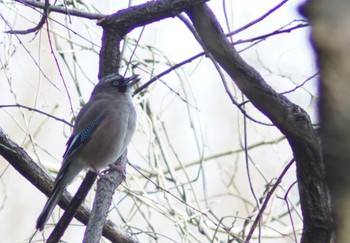 Eurasian Jay 見沼自然公園 Tue, 3/19/2024