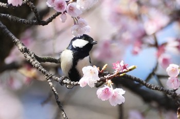 Japanese Tit 安行原自然の森 Wed, 3/20/2024