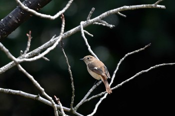 Daurian Redstart 大高緑地公園 Wed, 3/20/2024